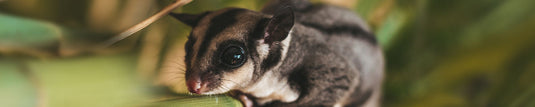 Shop By Pet - Sugar Glider