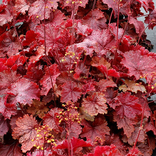 Northern Exposure Red | Coral Bells 3/4 Gal