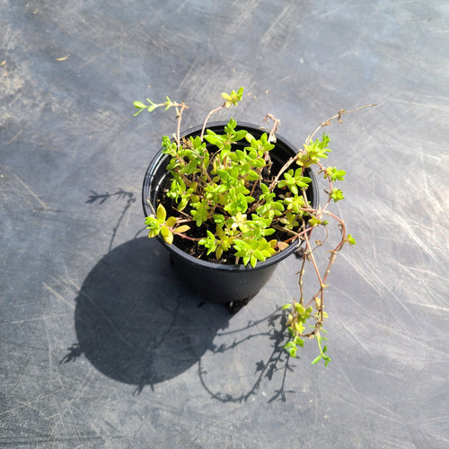 Ground Cover Sedum | Perennial Stonecrop