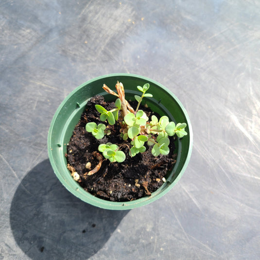 Ground Cover Sedum | Perennial Stonecrop