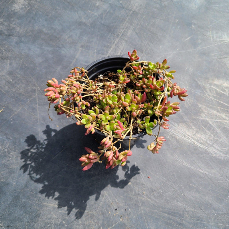 Ground Cover Sedum | Perennial Stonecrop - Local Pickup Only