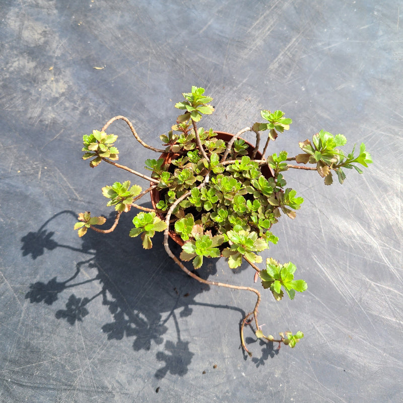 Ground Cover Sedum | Perennial Stonecrop - Local Pickup Only