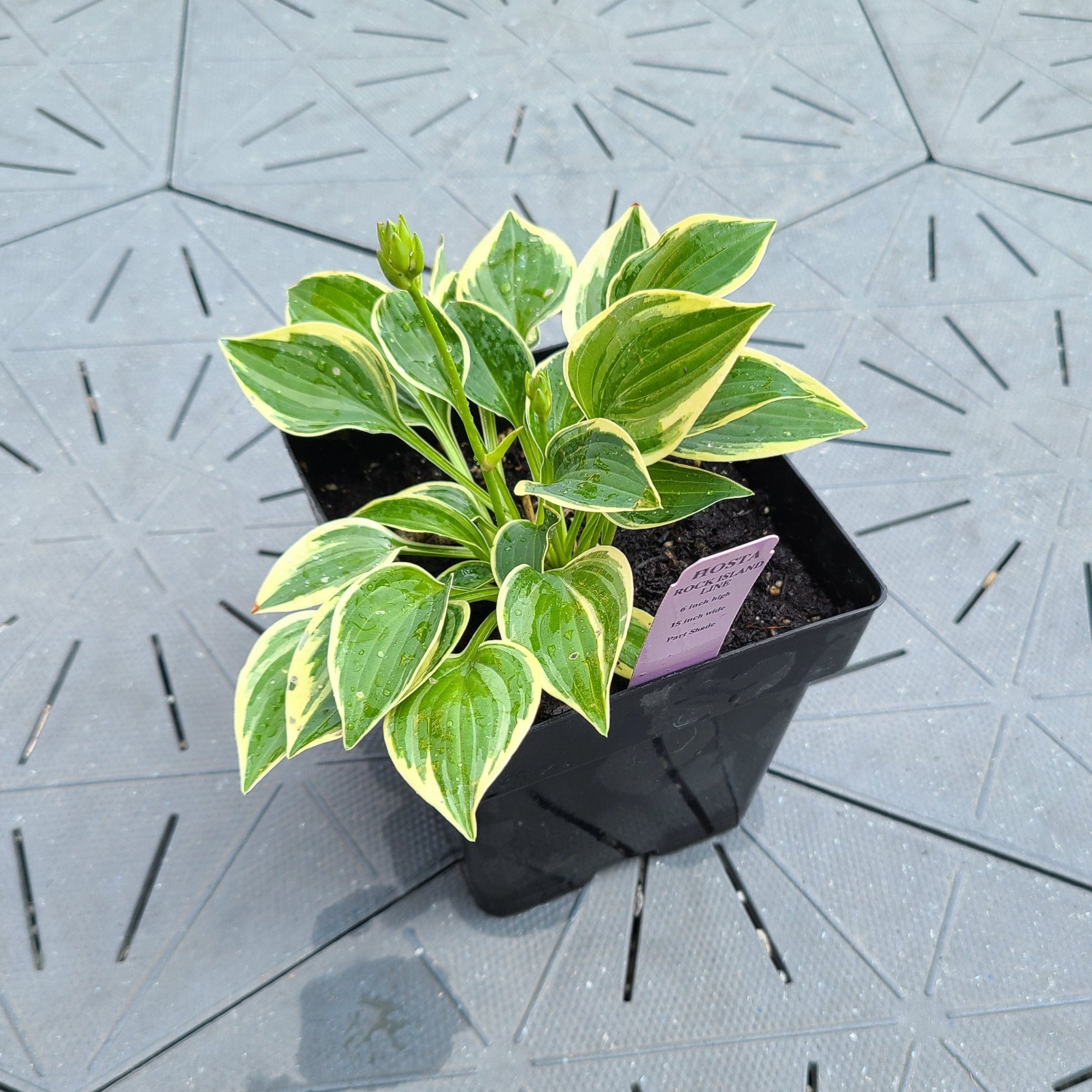 Bobby Sue Hosta For Sale St. Clements Ontario Canada Exotic Wings