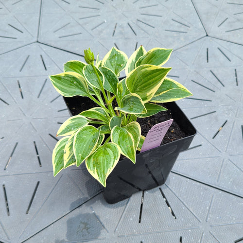Rock Island Line | Specialty Hosta 1 Gal