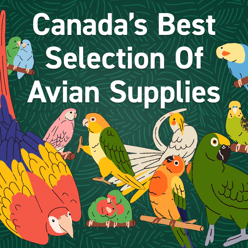 Exotic Wings Pet Things Inc Best Bird Supplies In Canada