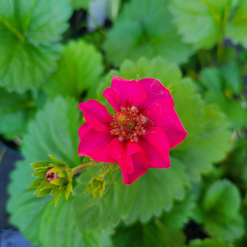 Summer Breeze Cherry | Everbearing Strawberry
