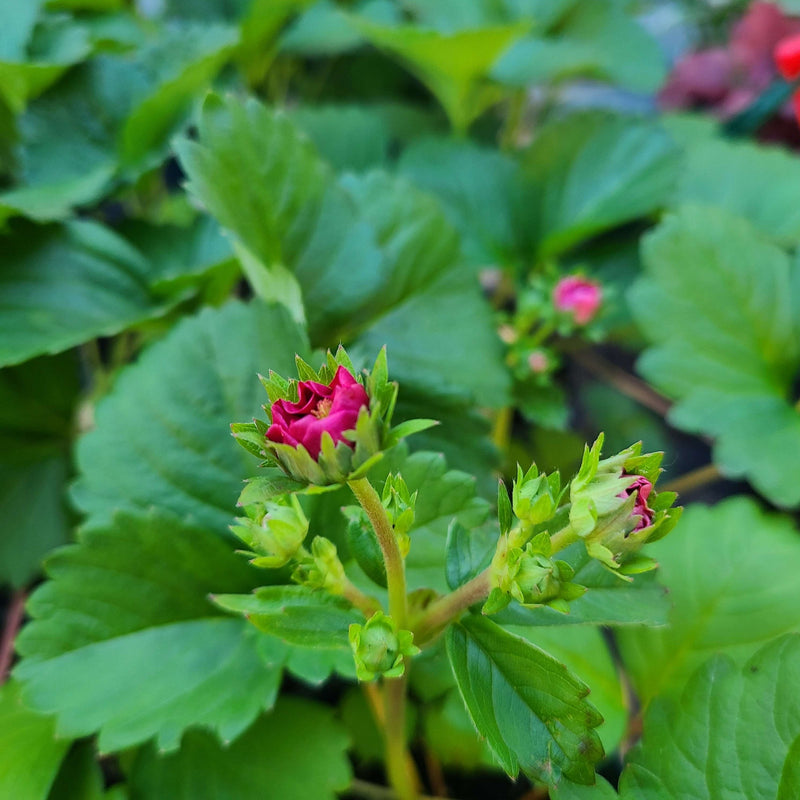 Summer Breeze Cherry | Everbearing Strawberry
