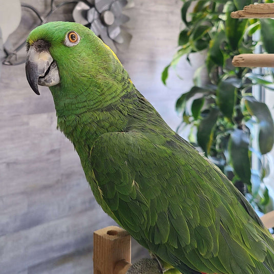 Yellow-naped Amazon