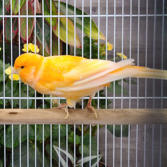 Canary