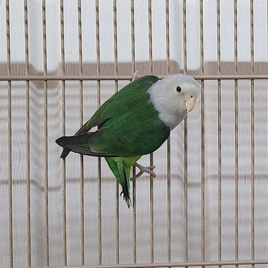 Madagascar Lovebird Male