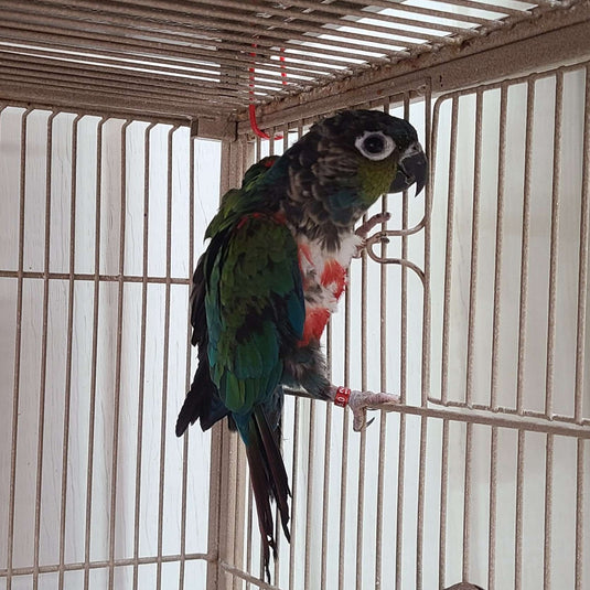 Crimson-bellied Conure