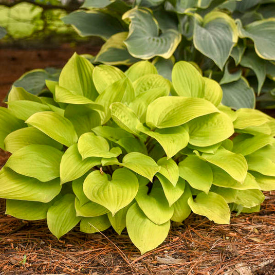 Fire Island | Specialty Hosta 3/4 Gal