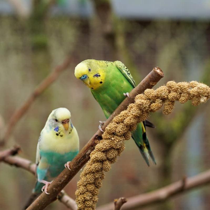 Versele-Laga Prestige Gold Spray Millet
