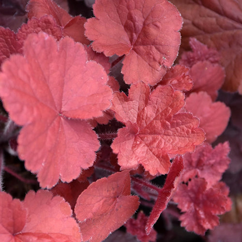 Northern Exposure Red | Coral Bells 3/4 Gal