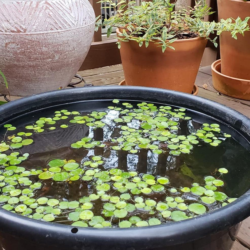 Deluxe Plastic Lily / Lotus Planting Tub
