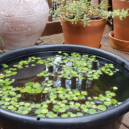 Deluxe Plastic Lily / Lotus Planting Tub