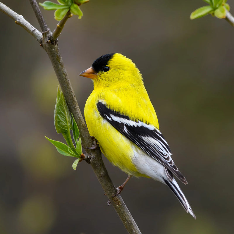 Load image into Gallery viewer, Finch Feast Wild Bird Seed 🍁

