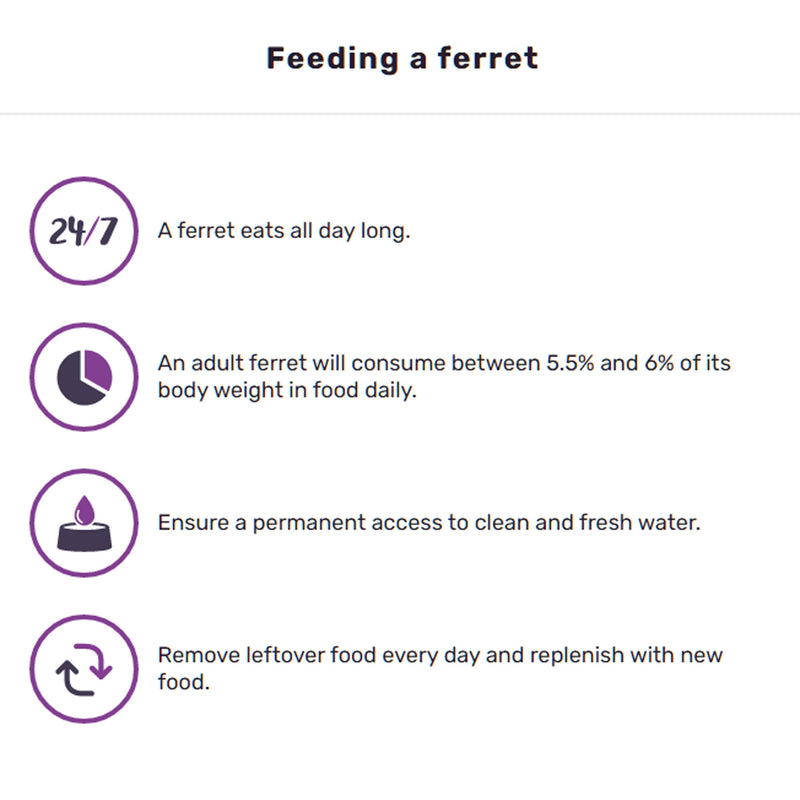 Arthur The Ferret Expert - Ferret Food for All Life Stages Complete Nutrition 🍁
