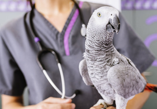 Avian Veterinarians