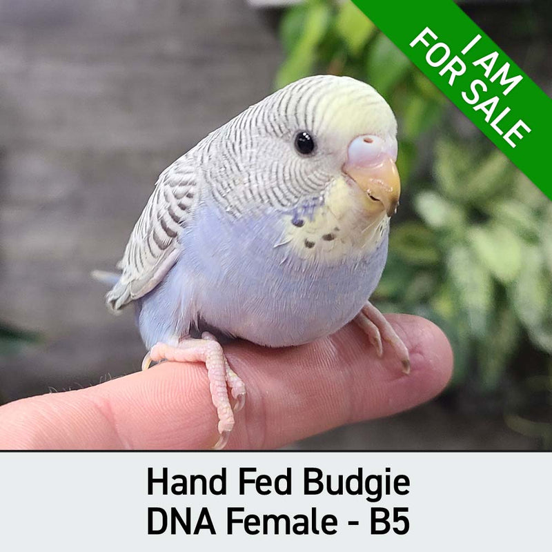 Hand Fed Budgie Parakeet - Melopsittacus undulatus