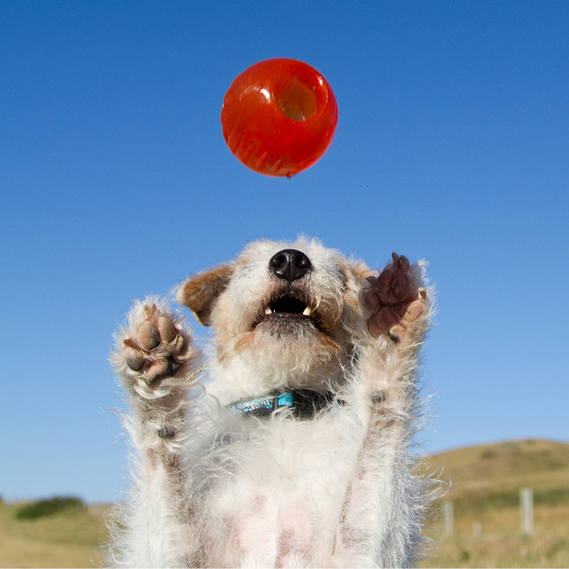 Play Ball - Ultra-Durable Dog Toy

