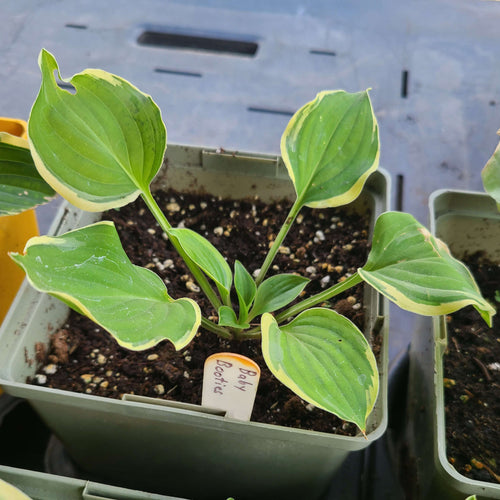 Baby Booties | Mini Hosta 1 Gal