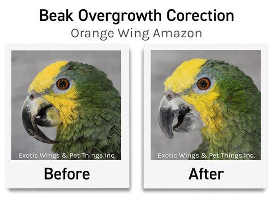 Pet Show Bird Grooming 2025