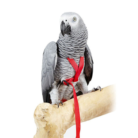 Colorful Bird Rope Perch for Parrots Playing, Chewing or Preening (35, 2  Pack)