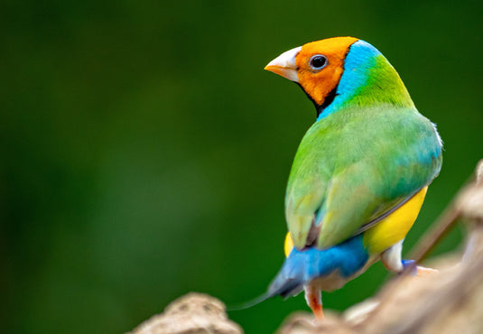 Bird Clubs