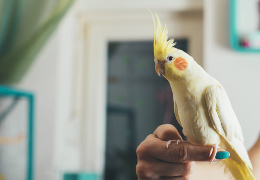 Bird Safety Tips