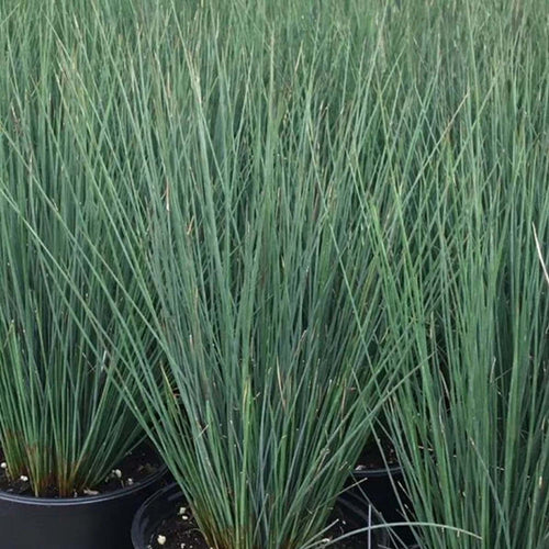 Blue Arrows' Rush | Juncus 'Blue Arrows' - BAREROOT
