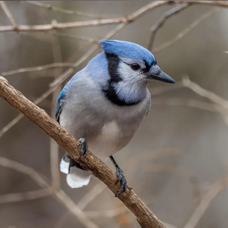 Load image into Gallery viewer, Chirp Mix Wild Bird Seed 🍁
