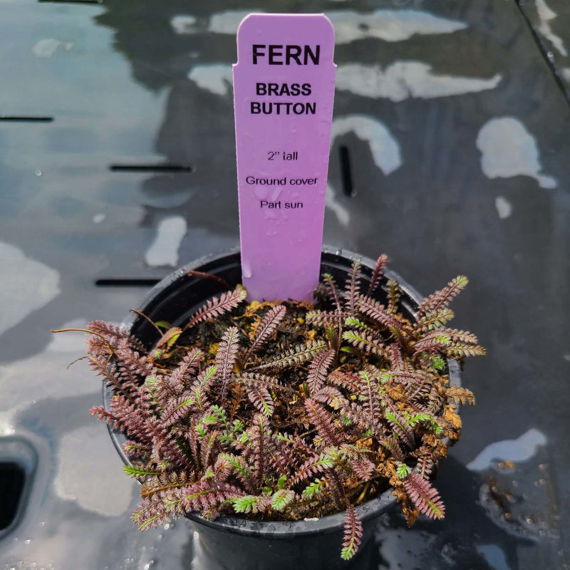 #Type_Brass Buttons Fern
