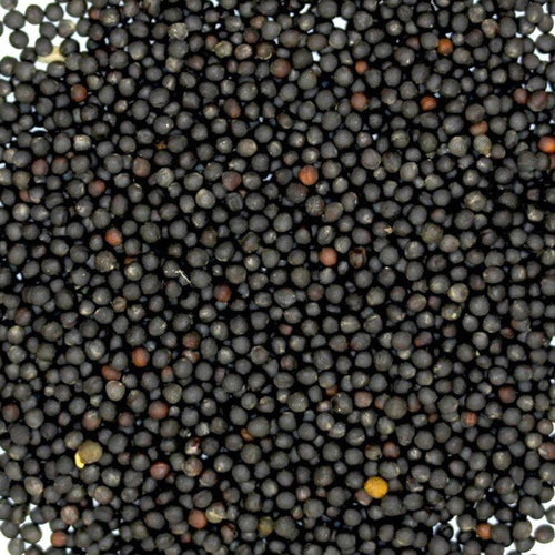 Canola Seed - 20 lb