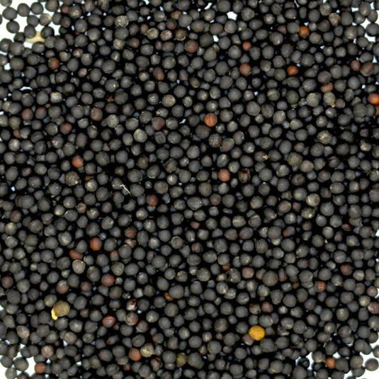 Canola Seed - 20 lb