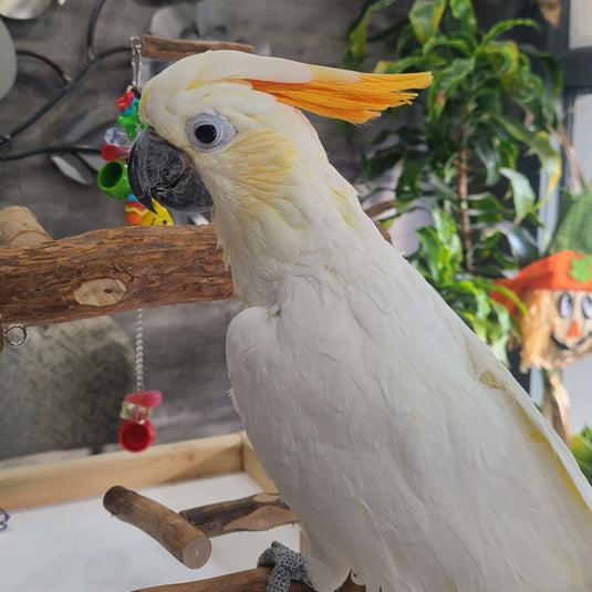Citron-Crested Cockatoo