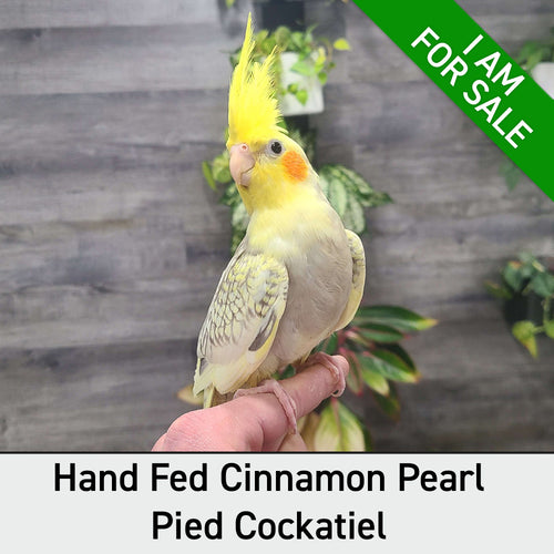 Hand Fed Cockatiel/Mutation - Nymphicus hollandicus
