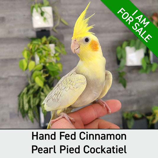 Hand Fed Cockatiel/Mutation - Nymphicus hollandicus