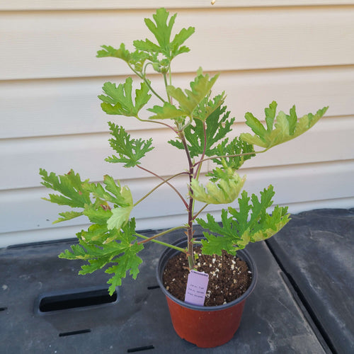 Citronella Plant