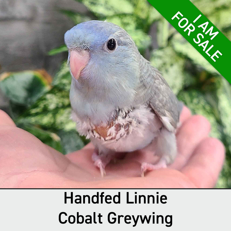 Hand Fed Friendly Baby Lineolated Parakeets Ontario, Canada
