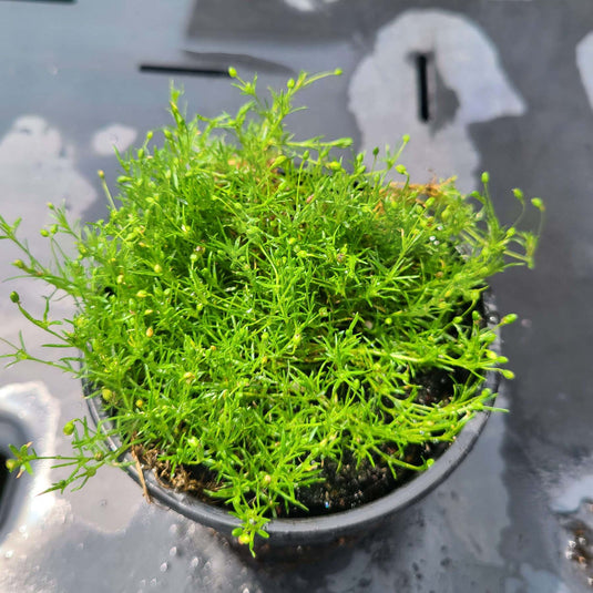 Ferns & Mosses - Shady Ground Cover