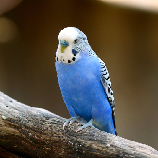 Budgie Parakeet Seed 🍁