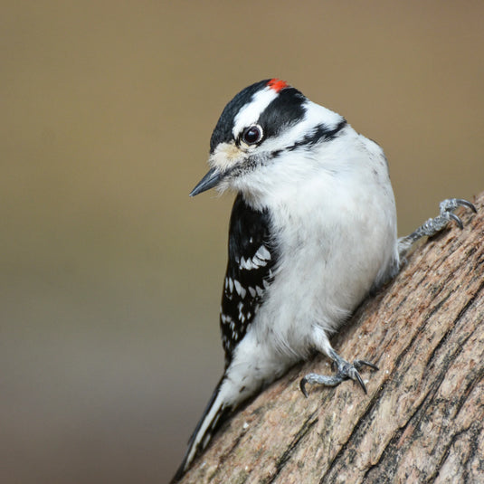 Peanuts - No Shell 🍁