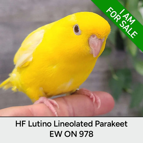 Hand Fed Lineolated Parakeet / Mutation - Bolborhynchus lineola