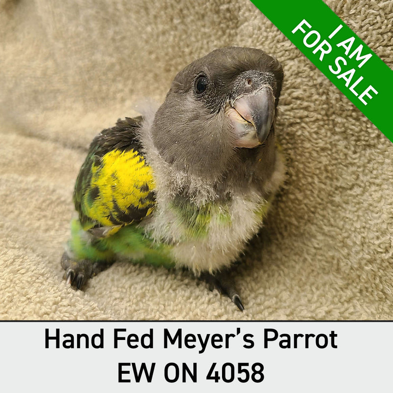 Hand Fed Meyers Parrot - Poicephalus meyeri
