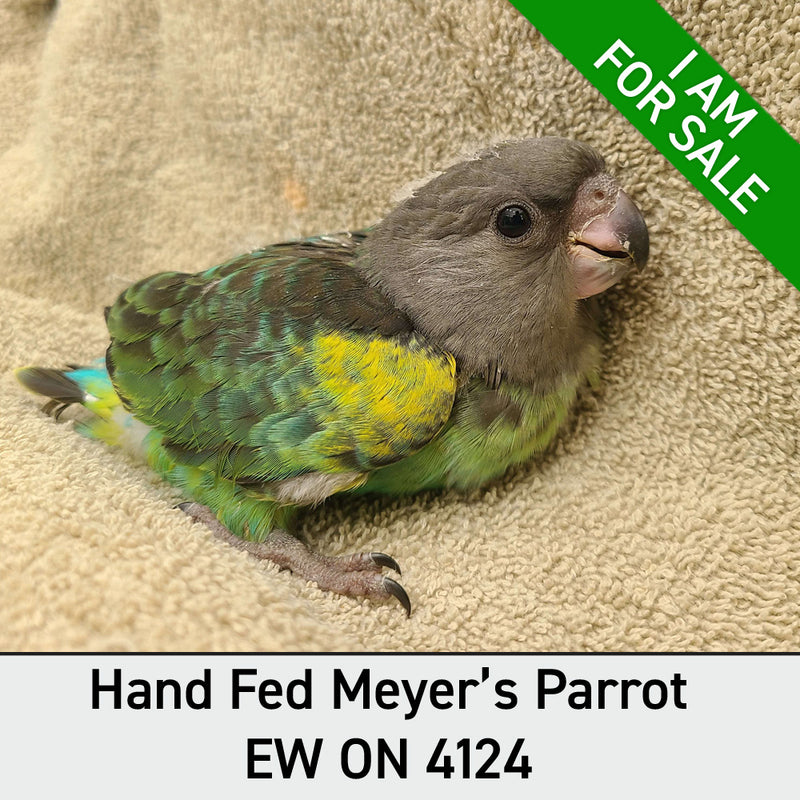 Hand Fed Meyers Parrot - Poicephalus meyeri
