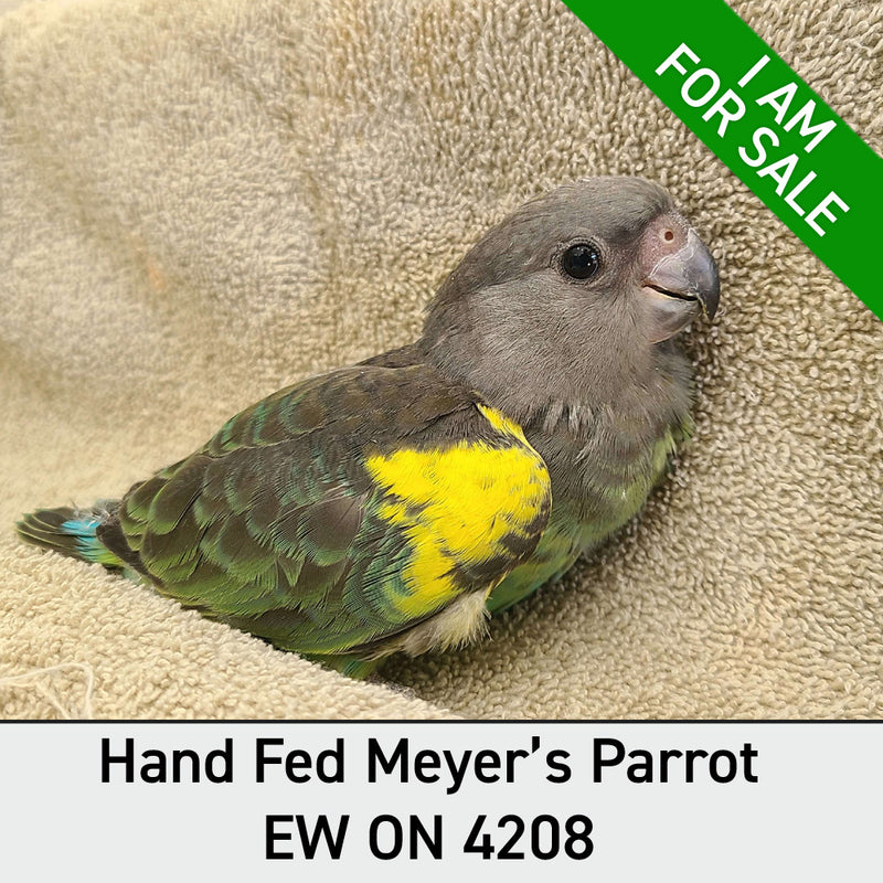 Hand Fed Meyers Parrot - Poicephalus meyeri
