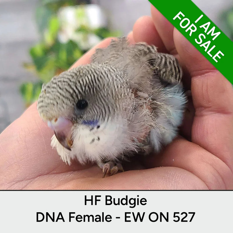 Load image into Gallery viewer, #Mutation_Blue Fancy
