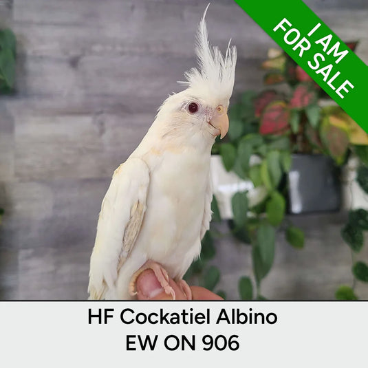 Hand Fed Cockatiel White Faced / Mutation - Nymphicus hollandicus