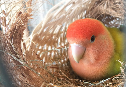 Egg Laying